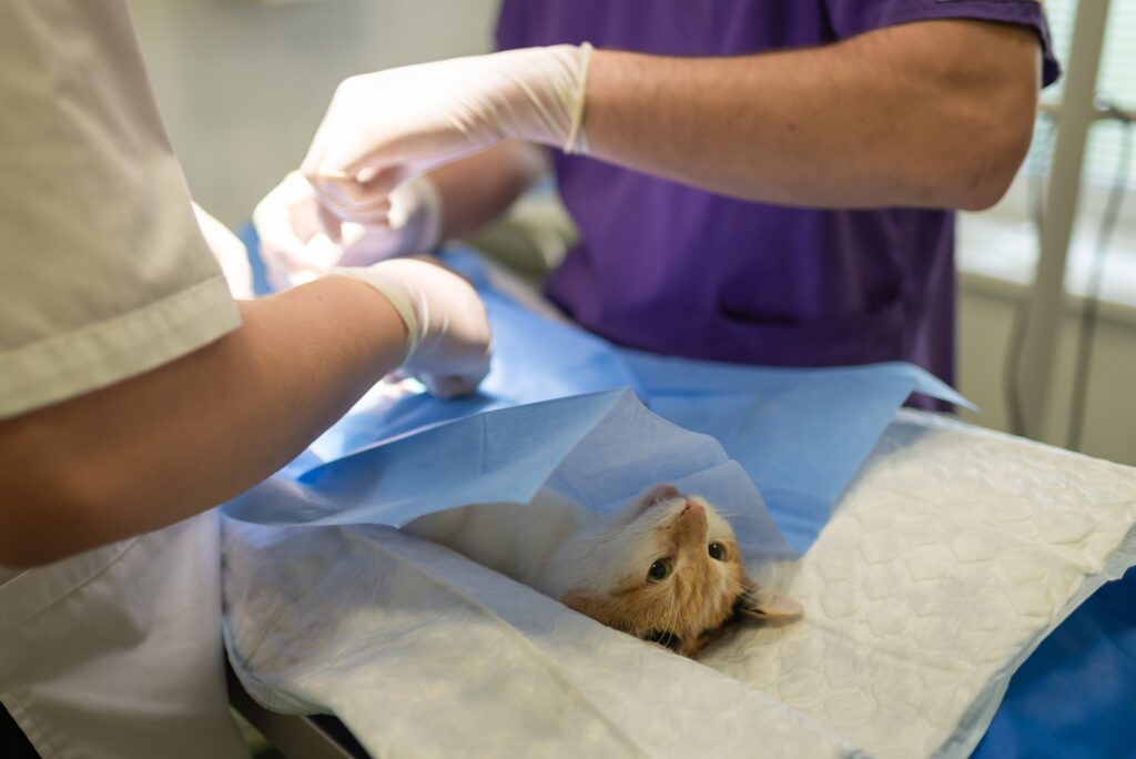 Gato em atendimento veterinário sendo observado por profissionais durante procedimento clínico.