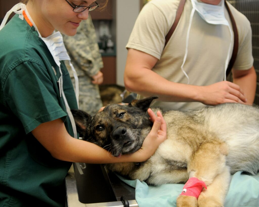 Cão sendo atendido por profissionais em uma clínica veterinária, representando saúde preventiva para pets e cuidados antes do surgimento de doenças.